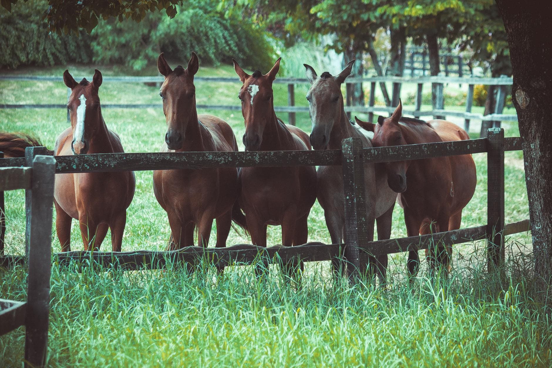 Horse pasture with white fencing, evocative of Fauquier County hunt country